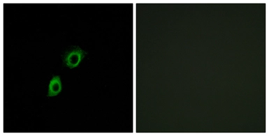 Anti-INSL4 antibody used in Immunocytochemistry/ Immunofluorescence (ICC/IF). GTX87508