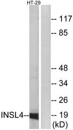 Anti-INSL4 antibody used in Western Blot (WB). GTX87508