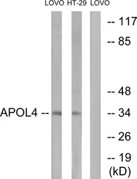 Anti-Apolipoprotein L4 antibody used in Western Blot (WB). GTX87523