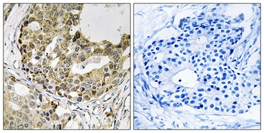 Anti-NXPH1 antibody used in IHC (Paraffin sections) (IHC-P). GTX87524