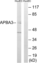 Anti-Mint3 antibody used in Western Blot (WB). GTX87526