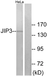 Anti-JIP3 antibody used in Western Blot (WB). GTX87530