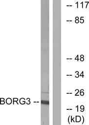 Anti-BORG3 antibody used in Western Blot (WB). GTX87535