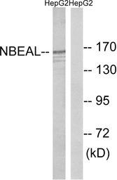 Anti-NBEAL1 antibody used in Western Blot (WB). GTX87542