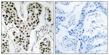 Anti-ZC3H4 antibody used in IHC (Paraffin sections) (IHC-P). GTX87548