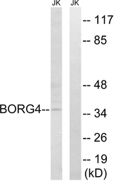 Anti-BORG4 antibody used in Western Blot (WB). GTX87556