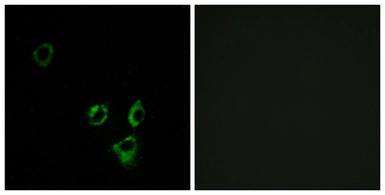 Anti-OR2T5 + OR2T29 antibody used in Immunocytochemistry/ Immunofluorescence (ICC/IF). GTX87569