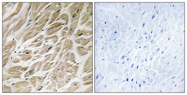 Anti-MRPS24 antibody used in IHC (Paraffin sections) (IHC-P). GTX87575