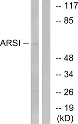 Anti-ARSI antibody used in Western Blot (WB). GTX87576