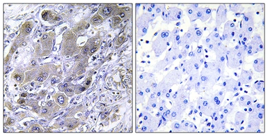 Anti-MRPS18A antibody used in IHC (Paraffin sections) (IHC-P). GTX87595