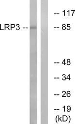 Anti-LRP3 antibody used in Western Blot (WB). GTX87605