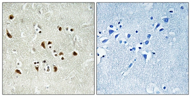 Anti-GCP6 antibody used in IHC (Paraffin sections) (IHC-P). GTX87629