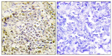Anti-IRX2 antibody used in IHC (Paraffin sections) (IHC-P). GTX87634