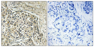 Anti-Arylsulfatase D antibody used in IHC (Paraffin sections) (IHC-P). GTX87652