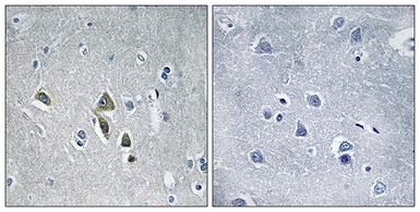 Anti-OAZ1 antibody used in IHC (Paraffin sections) (IHC-P). GTX87664