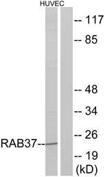 Anti-RAB37 antibody used in Western Blot (WB). GTX87674