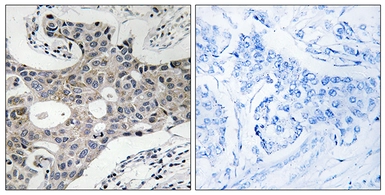 Anti-SEC16A antibody used in IHC (Paraffin sections) (IHC-P). GTX87683