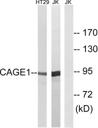Anti-CAGE1 antibody used in Western Blot (WB). GTX87737
