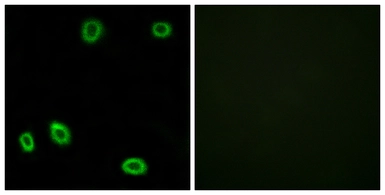 Anti-OR5L1 + OR5L2 antibody used in Immunocytochemistry/ Immunofluorescence (ICC/IF). GTX87740