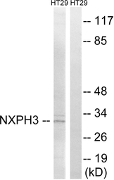 Anti-NXPH3 antibody used in Western Blot (WB). GTX87745