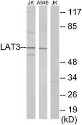 Anti-LAT3 antibody used in Western Blot (WB). GTX87751