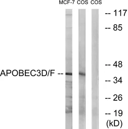 Anti-APOBEC3D + APOBEC3F antibody used in Western Blot (WB). GTX87757
