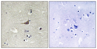 Anti-GPR180 antibody used in IHC (Paraffin sections) (IHC-P). GTX87760