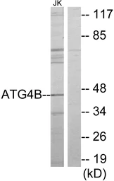 Anti-ATG4B antibody used in Western Blot (WB). GTX87767