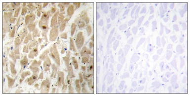 Anti-FOXD3 antibody used in IHC (Paraffin sections) (IHC-P). GTX87777