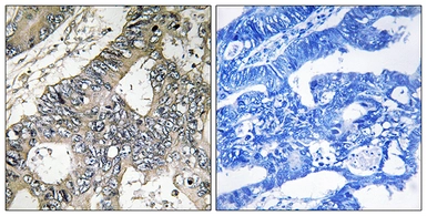 Anti-GUF1 antibody used in IHC (Paraffin sections) (IHC-P). GTX87779