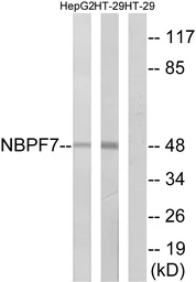 Anti-NBPF7 antibody used in Western Blot (WB). GTX87785