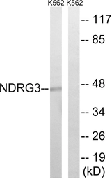 Anti-NDRG3 antibody used in Western Blot (WB). GTX87787