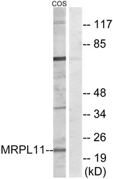 Anti-MRPL11 antibody used in Western Blot (WB). GTX87823