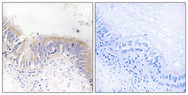 Anti-VGF antibody used in IHC (Paraffin sections) (IHC-P). GTX87831