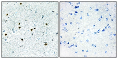 Anti-DCLK3 antibody used in IHC (Paraffin sections) (IHC-P). GTX87832