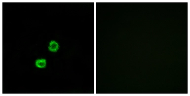 Anti-GCNT7 antibody used in Immunocytochemistry/ Immunofluorescence (ICC/IF). GTX87834