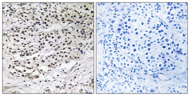 Anti-AZI1 antibody used in IHC (Paraffin sections) (IHC-P). GTX87870