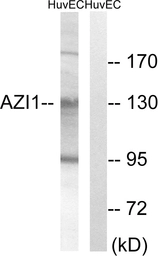 Anti-AZI1 antibody used in Western Blot (WB). GTX87870