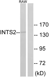 Anti-INTS2 antibody used in Western Blot (WB). GTX87882