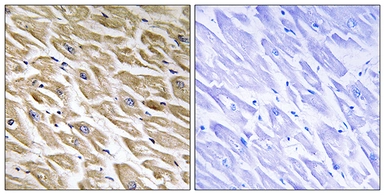 Anti-MRPL39 antibody used in IHC (Paraffin sections) (IHC-P). GTX87886