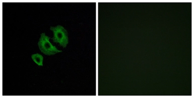 Anti-OR10J6 antibody used in Immunocytochemistry/ Immunofluorescence (ICC/IF). GTX87892