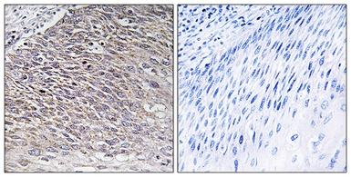Anti-MAST4 antibody used in IHC (Paraffin sections) (IHC-P). GTX87899