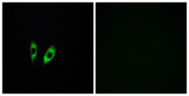 Anti-GPR156 antibody used in Immunocytochemistry/ Immunofluorescence (ICC/IF). GTX87902