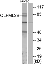 Anti-OLFML2B antibody used in Western Blot (WB). GTX87915