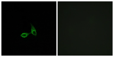 Anti-CDH24 antibody used in Immunocytochemistry/ Immunofluorescence (ICC/IF). GTX87920