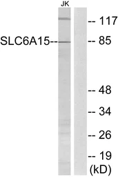 Anti-SLC6A15 antibody used in Western Blot (WB). GTX87925