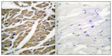 Anti-Sodium Channel-pan antibody used in IHC (Paraffin sections) (IHC-P). GTX87930