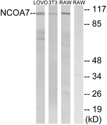 Anti-NCOA7 antibody used in Western Blot (WB). GTX87951