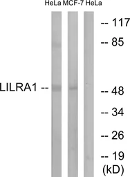 Anti-LILRA1 antibody used in Western Blot (WB). GTX87961