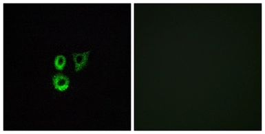 Anti-OR2T3 + OR2T34 antibody used in Immunocytochemistry/ Immunofluorescence (ICC/IF). GTX87968